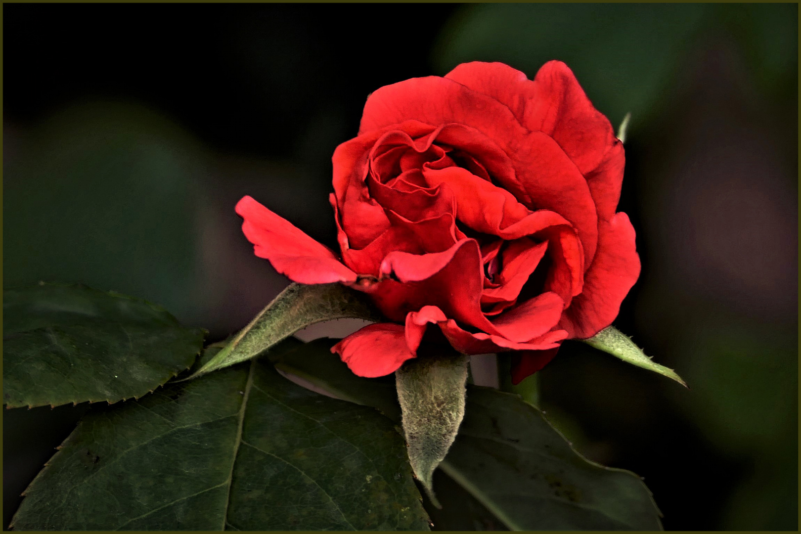 la rose rouge