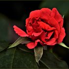la rose rouge