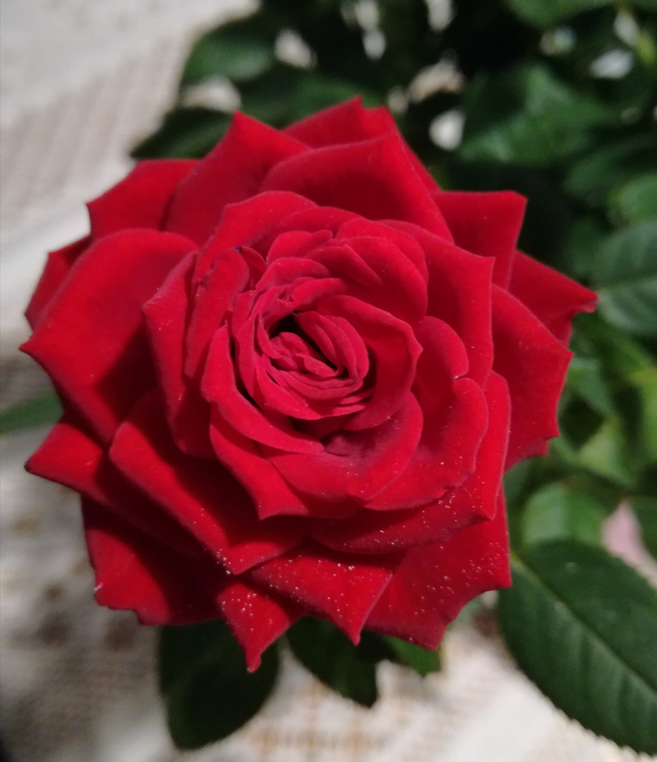 La Rose rouge ...