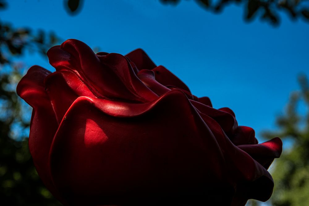 la rose rouge