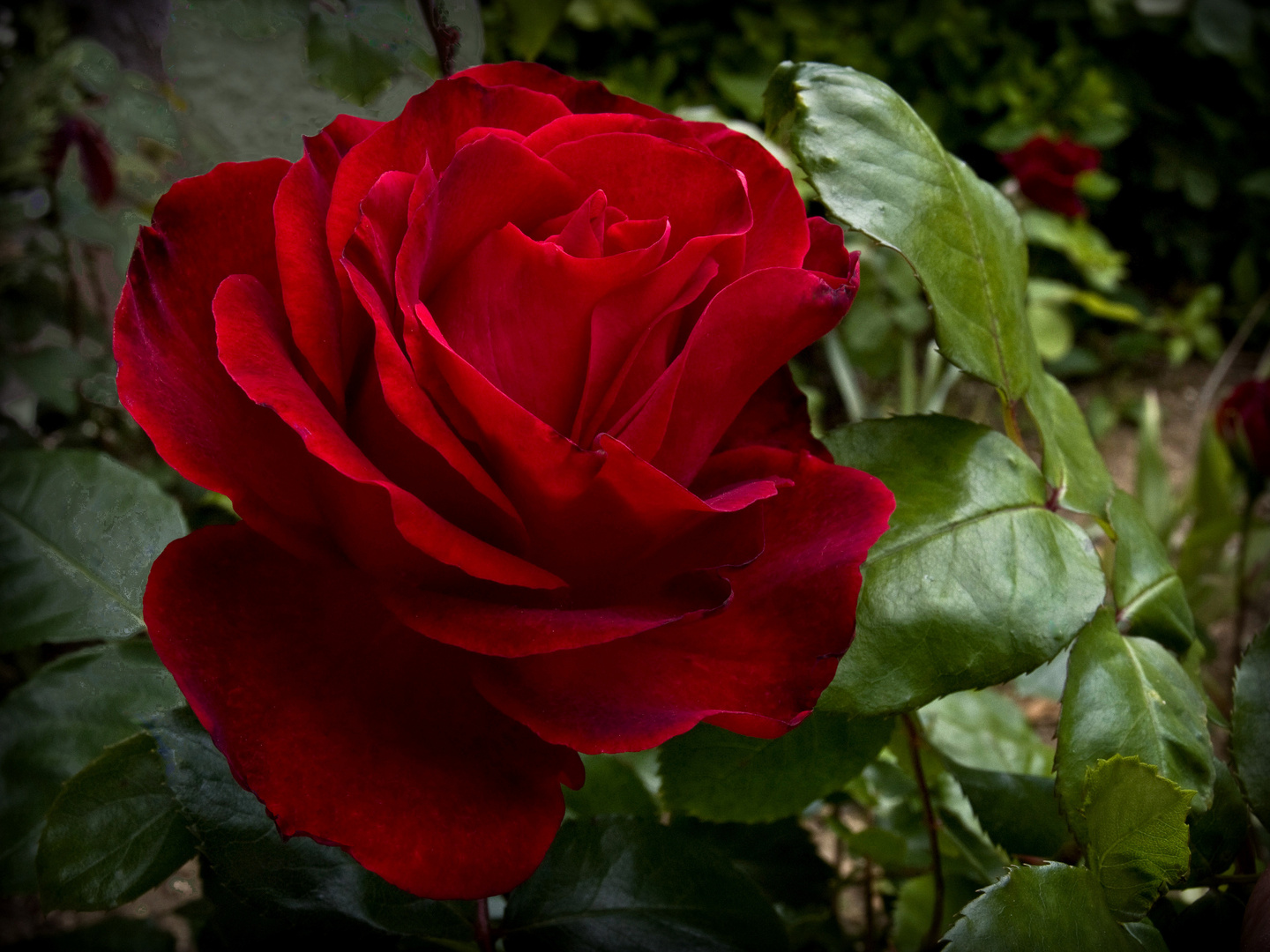 La rose rouge du lundi