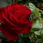 La rose rouge du lundi