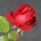 La rose rouge....
