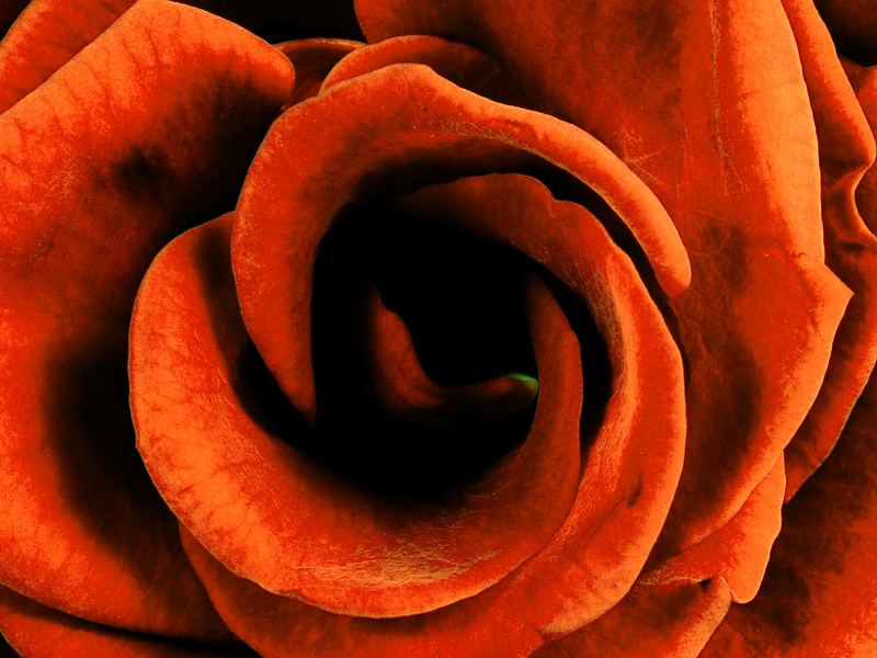 ... la rose rouge Vol. II