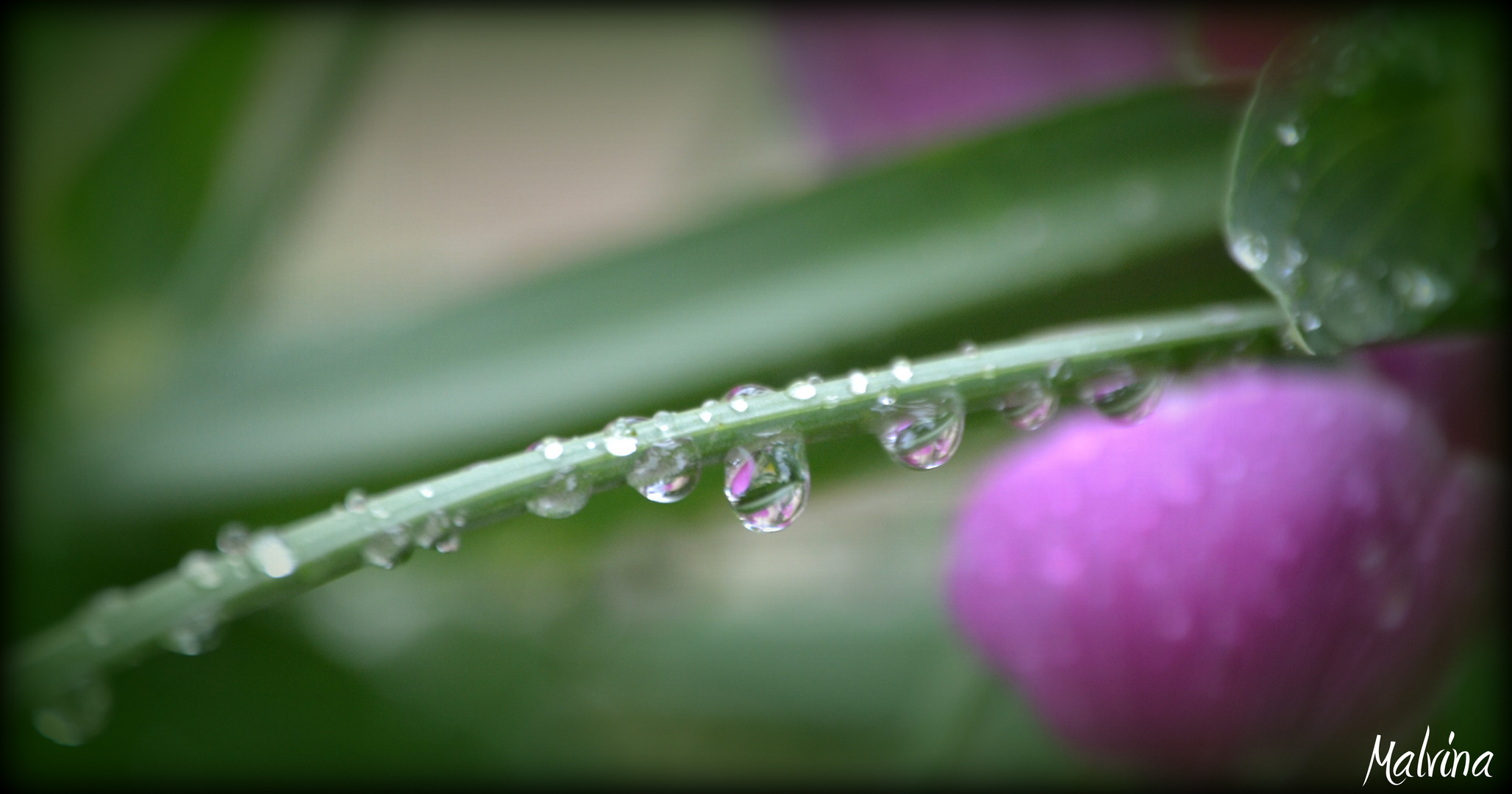 La rosée du matin