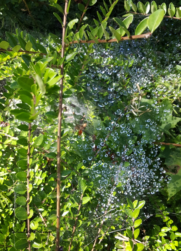 La rosée sous le soleil