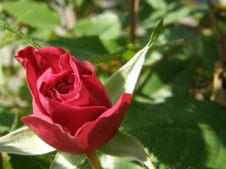 ....la rossa primaverile !!