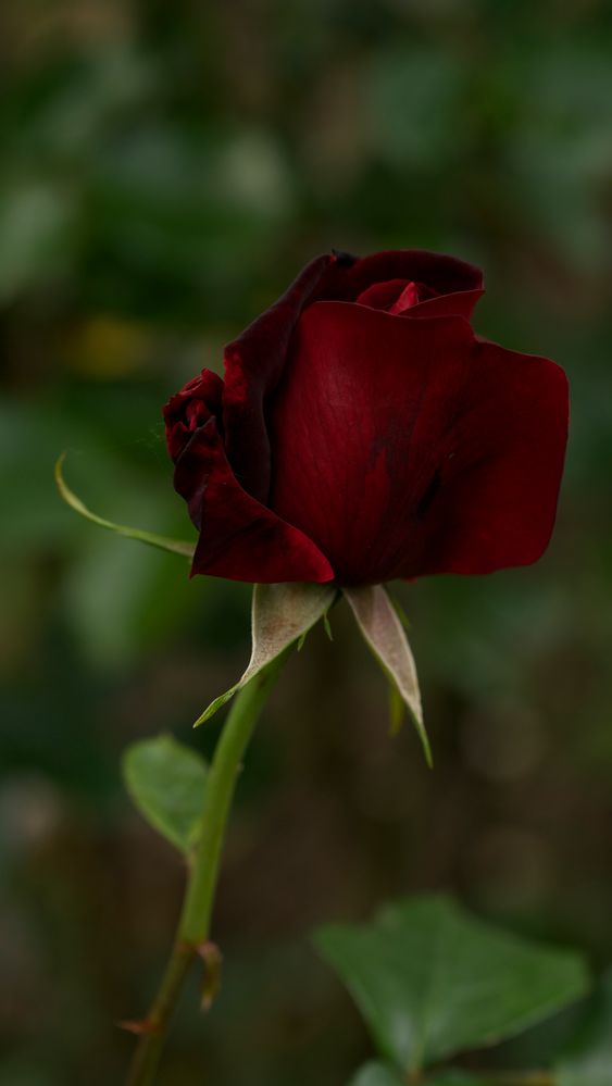 La rouge et le noir