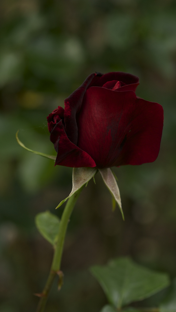 La rouge et le noir