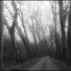 ..La route aux arbres penchées..