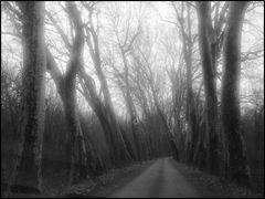 ..La route aux arbres penchées..