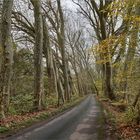 ..La route aux arbres penchés..