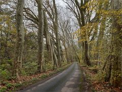 ..La route aux arbres penchés..