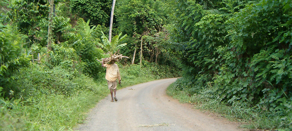 La route de la jungle