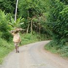 La route de la jungle