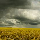 La route du colza.