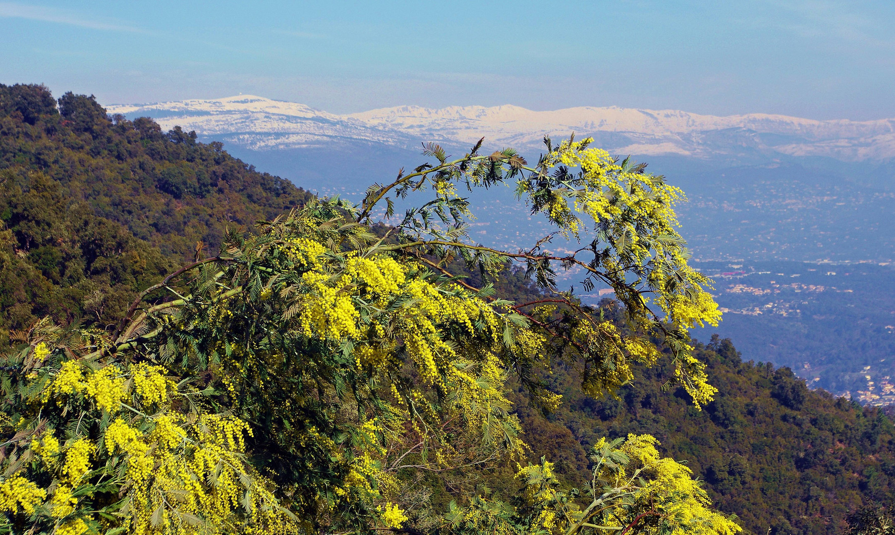 la route du mimosa