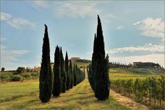  la route du vin de chianti en fin de journée...