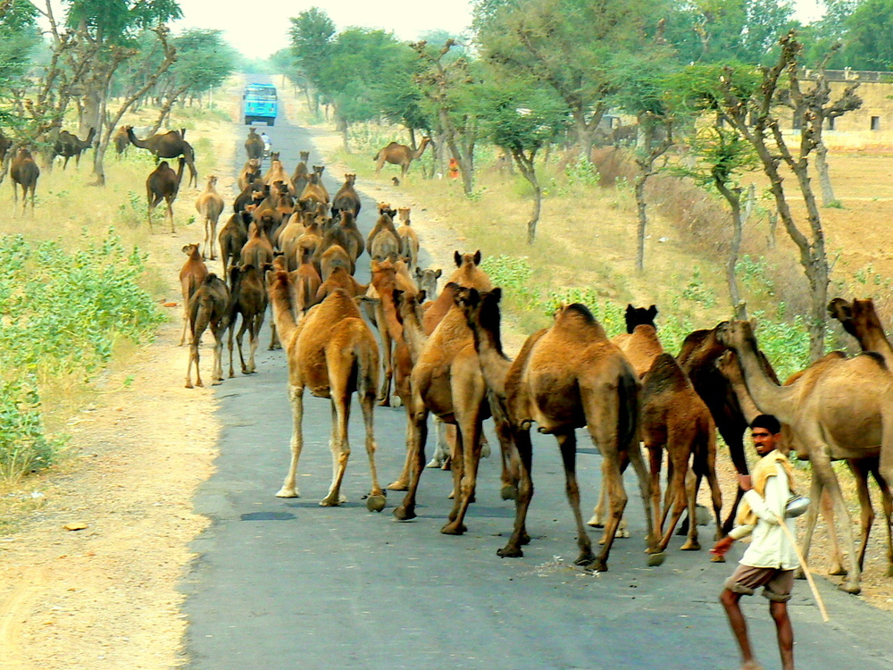 La route est à eux .