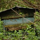 la ruche abandonnée