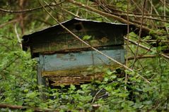 la ruche abandonnée