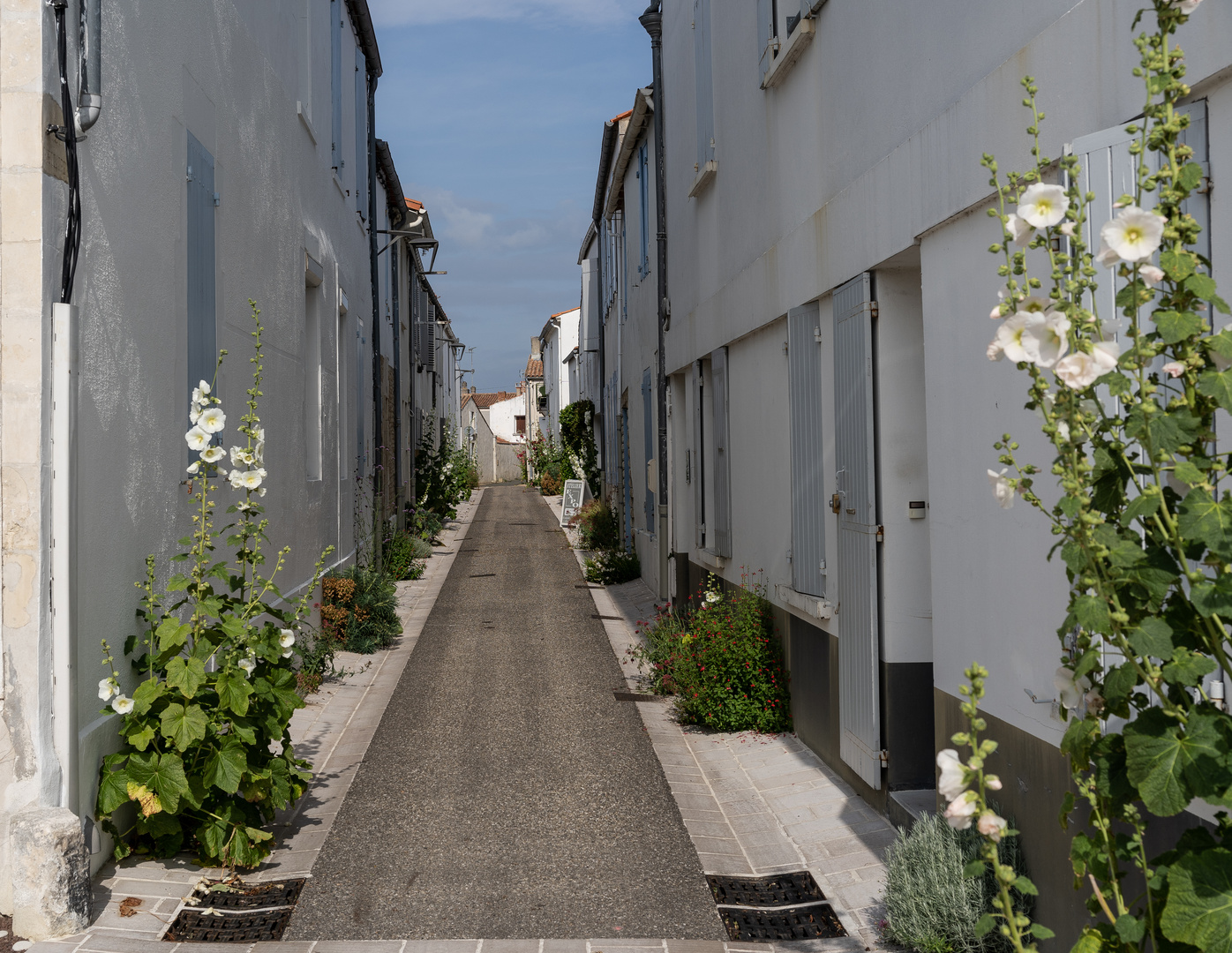 La rue aux roses trémières