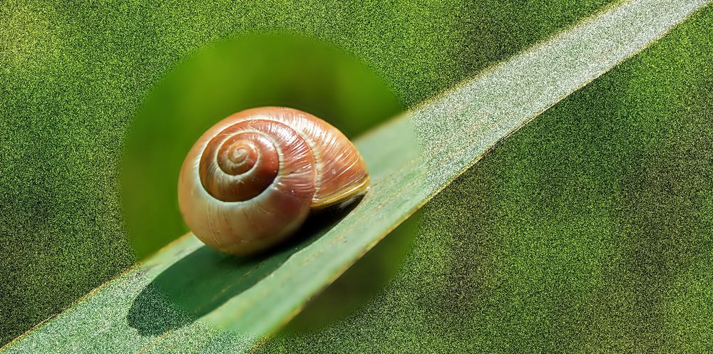 La Rue de l'Escargot