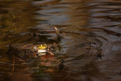 la saga des grenouilles 