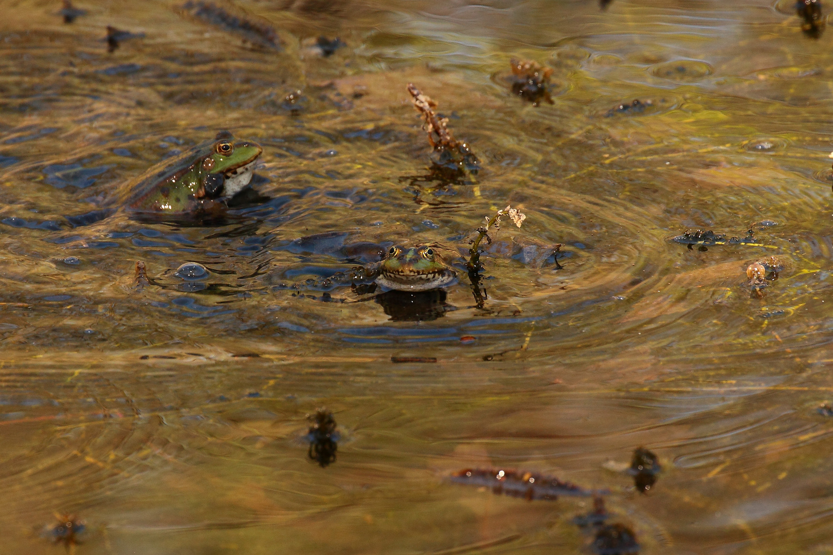 la saga des grenouilles 