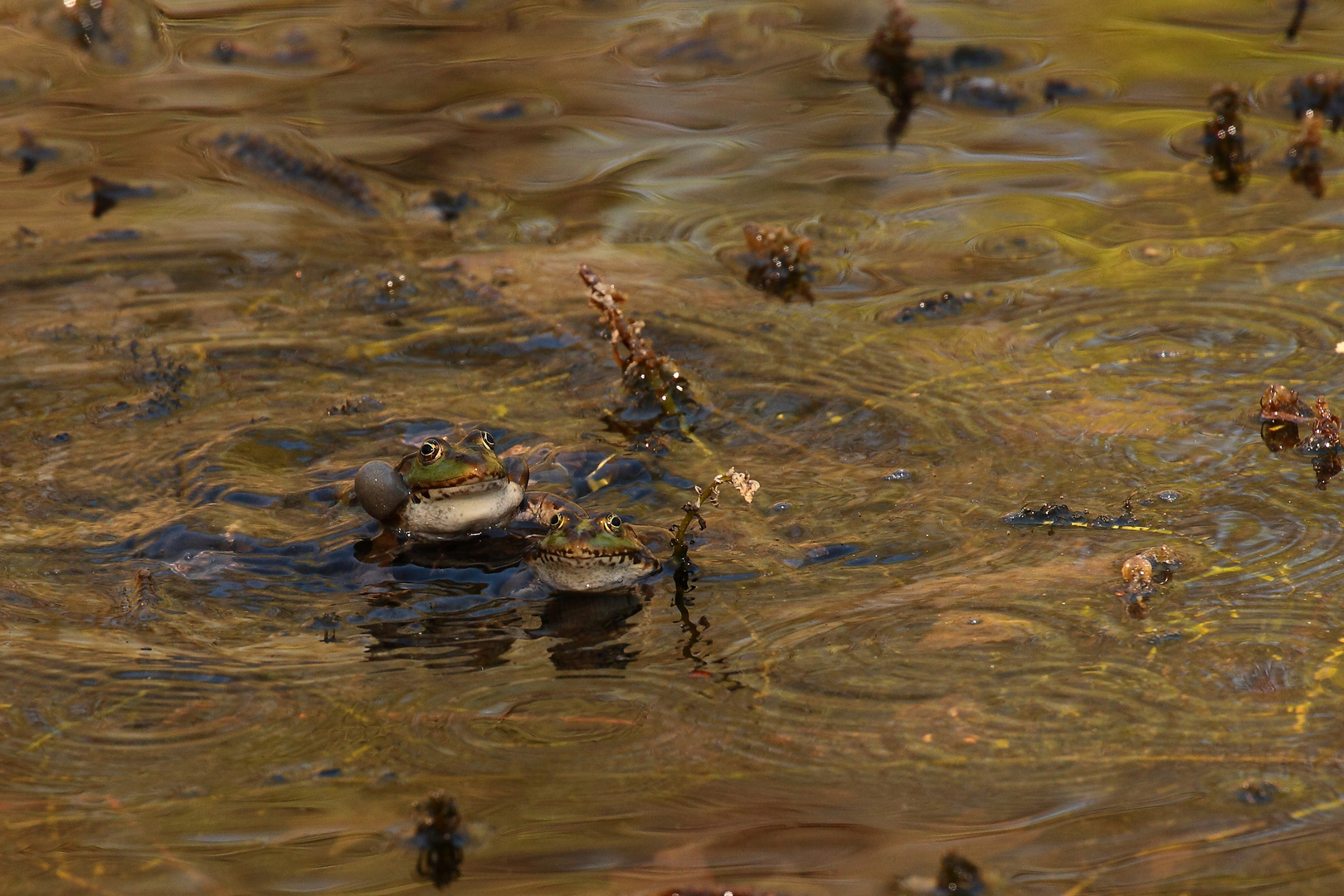 la saga des grenouilles 