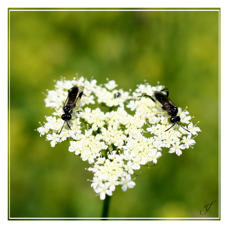 LA SAINT VALENTIN DES INSECTES...