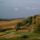 LA SAISON DE L OR AU PAYS DU VIN JAUNE