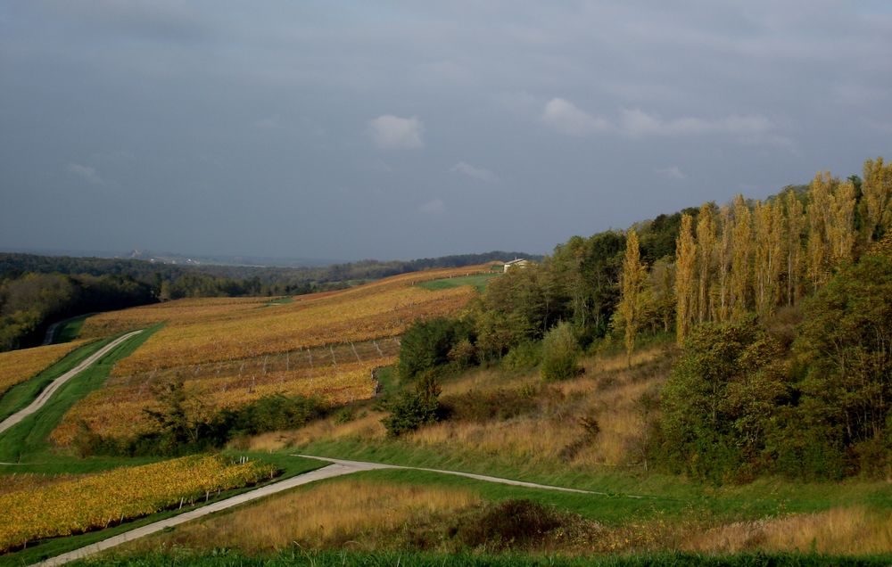 LA SAISON DE L OR AU PAYS DU VIN JAUNE