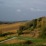 LA SAISON DE L OR AU PAYS DU VIN JAUNE