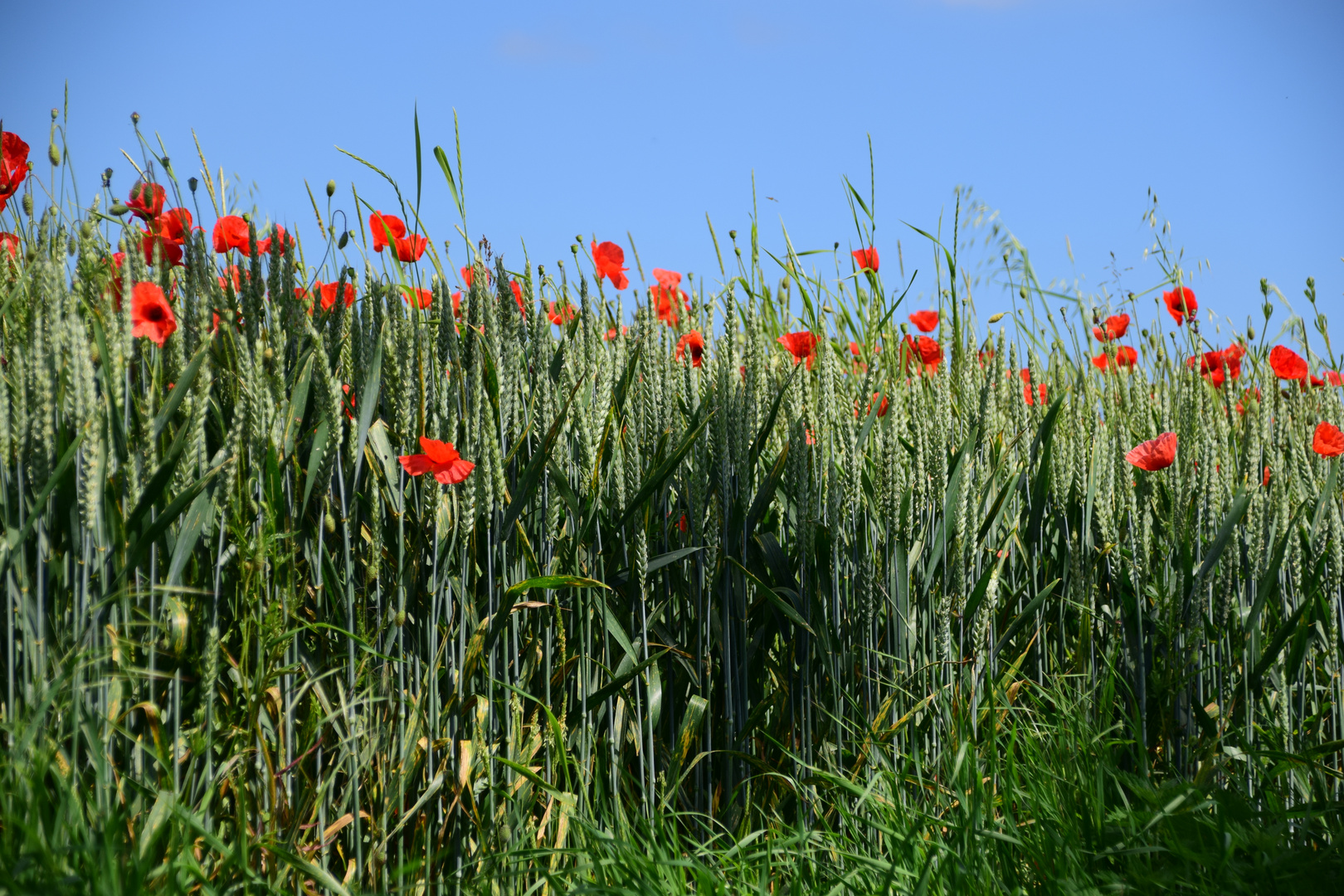 la saison des blés 