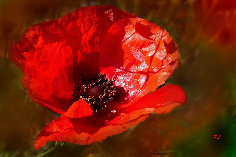 La saison des coquelicots