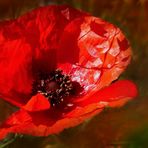 La saison des coquelicots