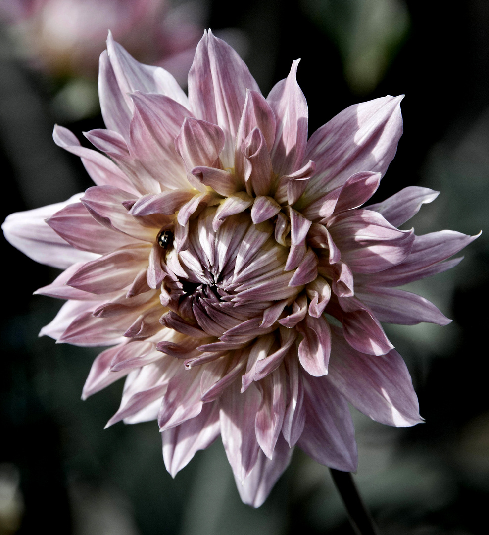 La saison des dahlias