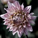 La saison des dahlias