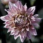 La saison des dahlias