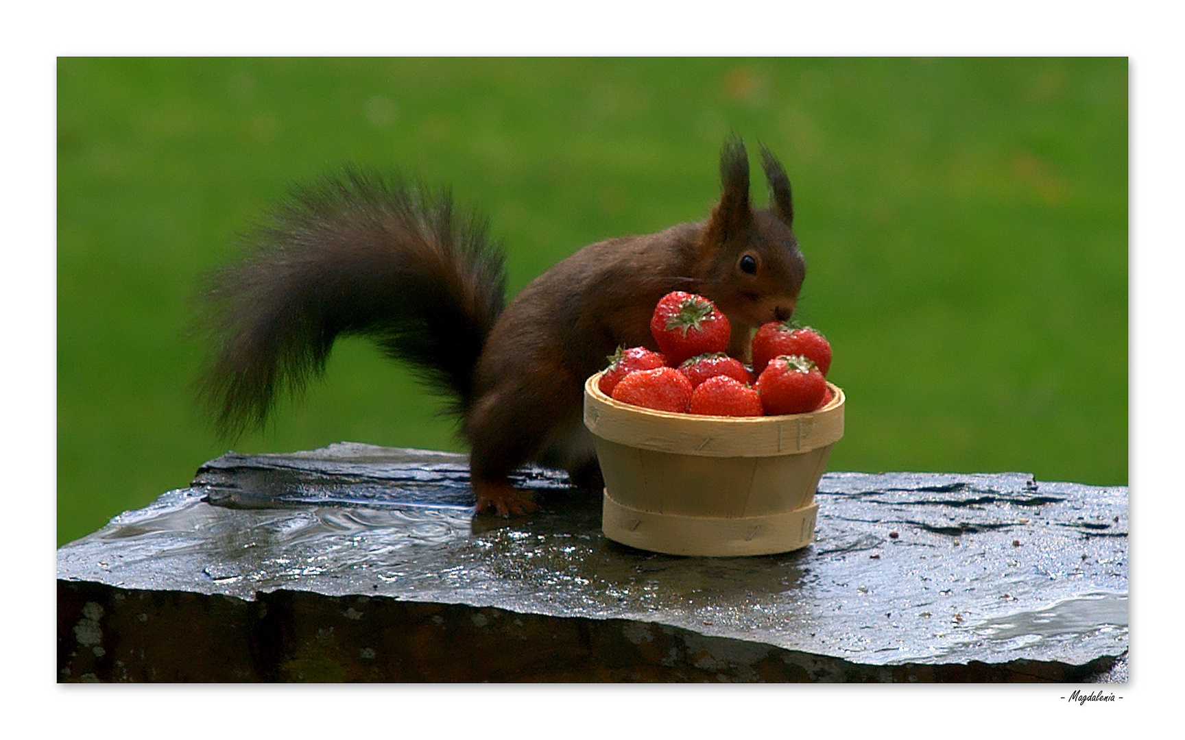 La saison des fraises