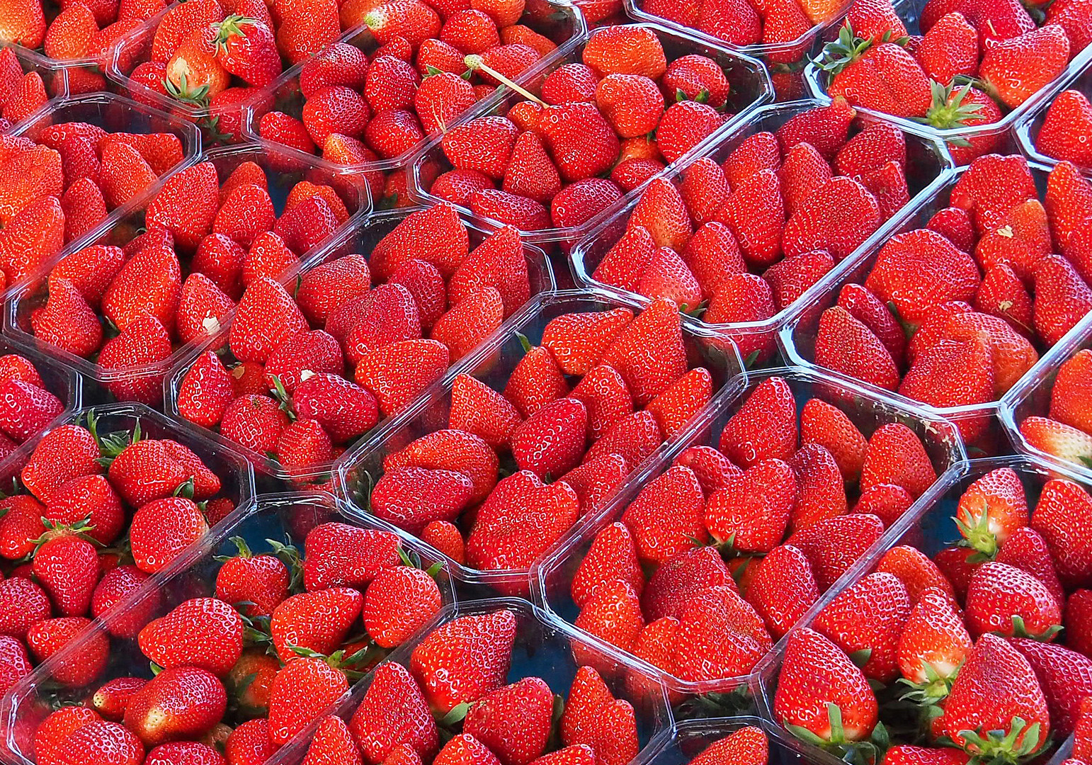 La saison des fraises   -   Variété Clery