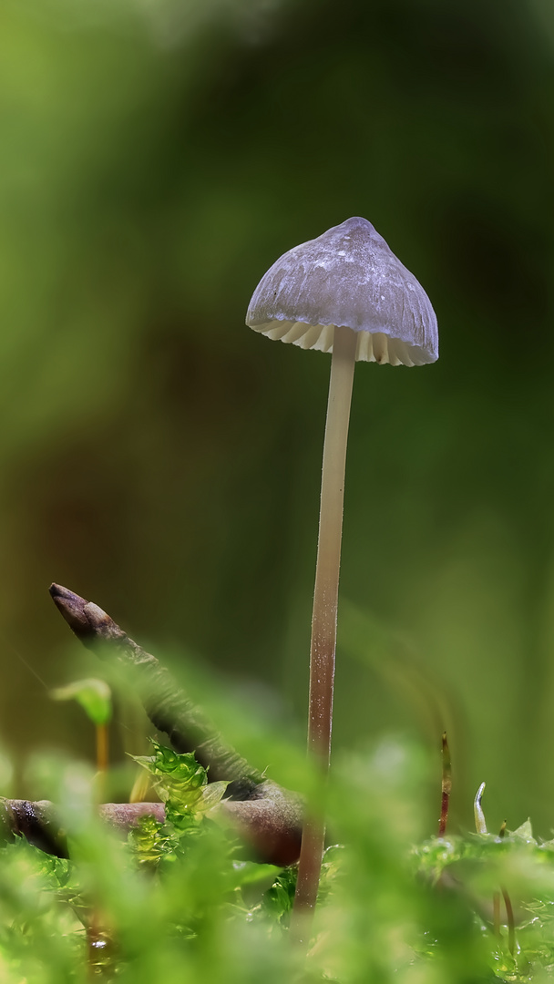 La saison des mushrooms