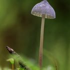 La saison des mushrooms