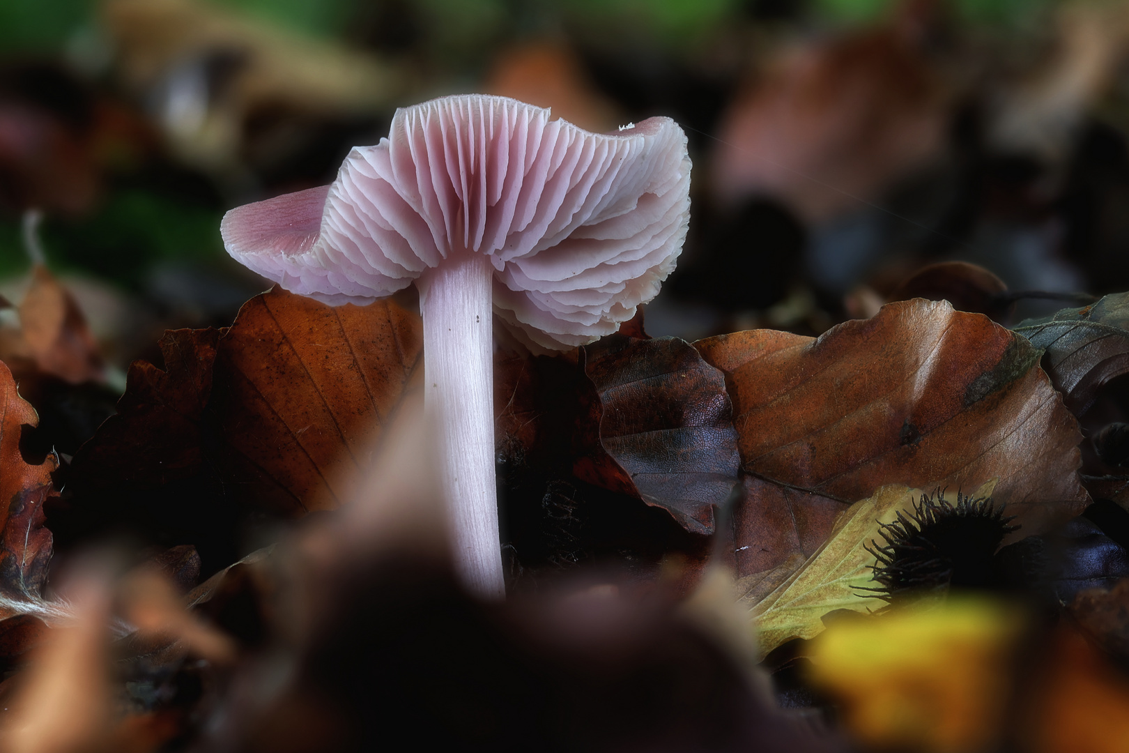 La saison des mushrooms