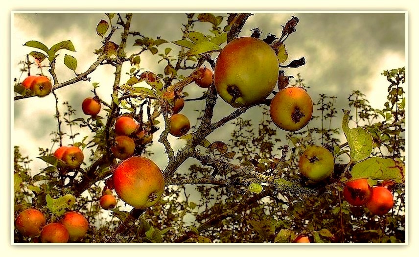 La saison des pommes