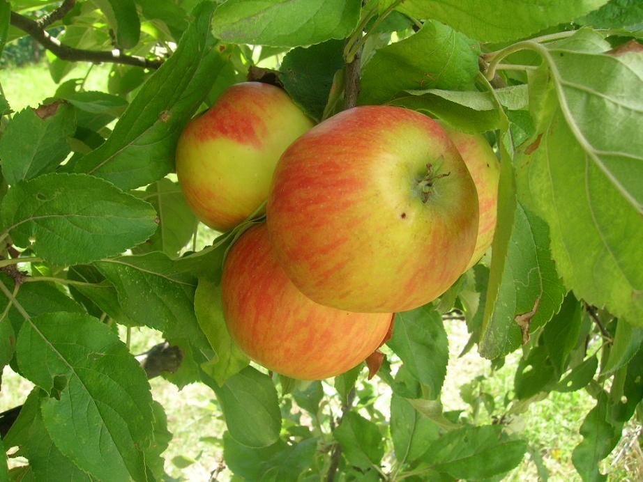 La saison des pommes bat son plein