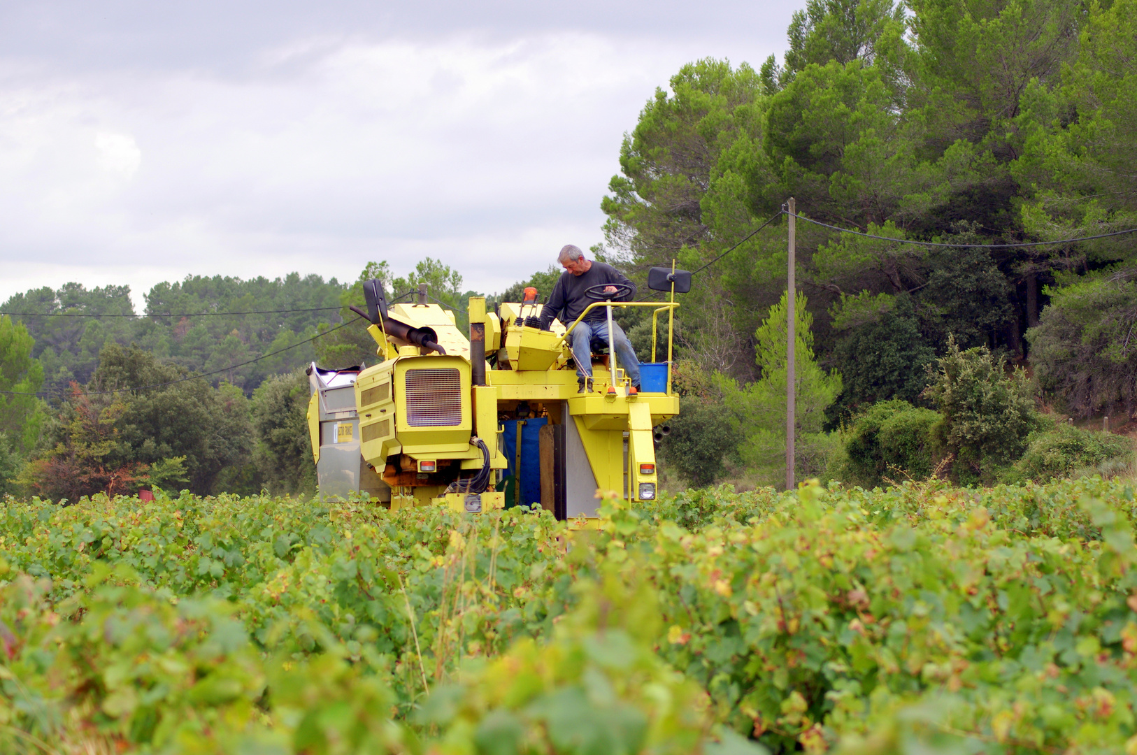 La saison des vendanges ....