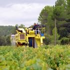 La saison des vendanges ....