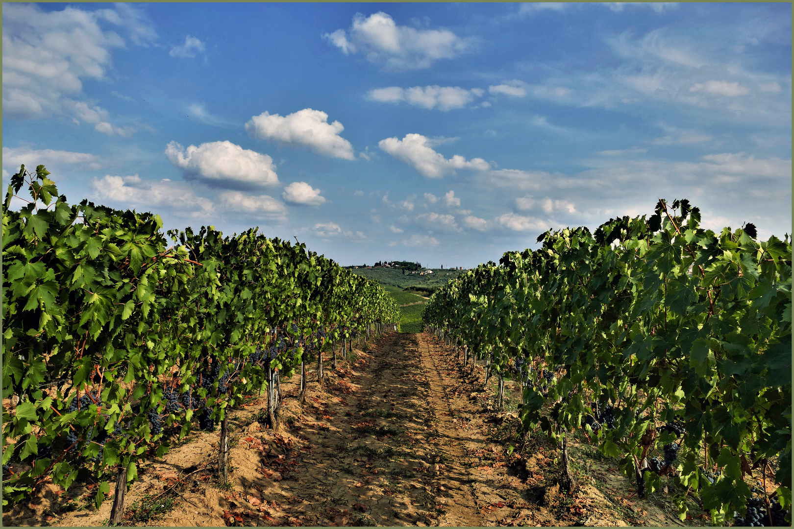 la saison des vendanges est arrivée .....